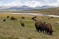 028 Amerikanischer Bison - Buffalo